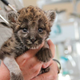 Illustration for article titled ZOMG BABY FLORIDA PANTHER!!!